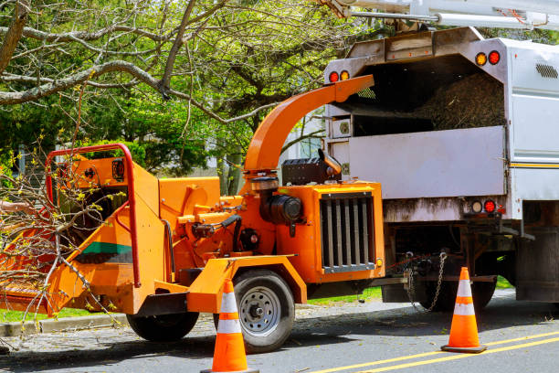 Trusted Maize, KS Tree Services Experts