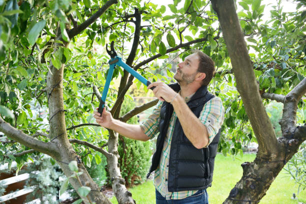 Best Tree Trimming and Pruning  in Maize, KS